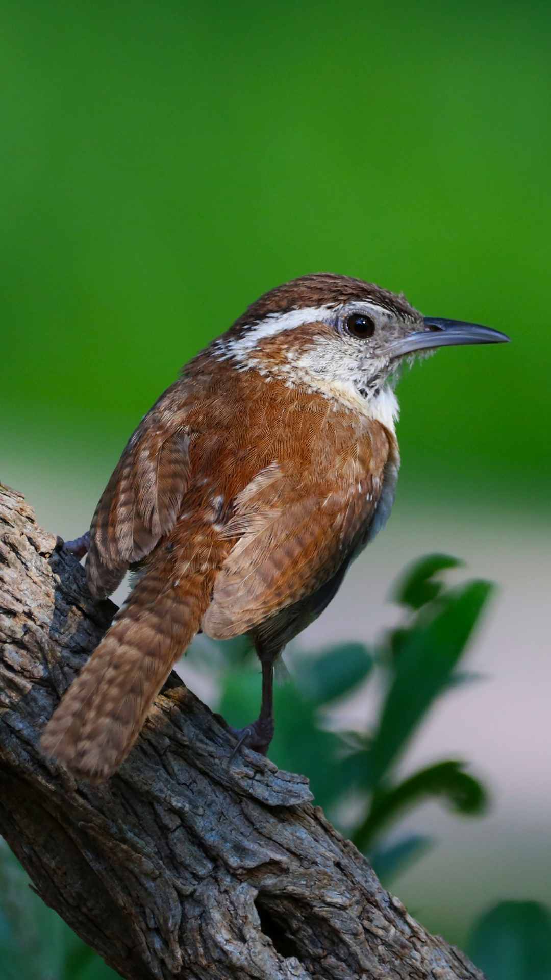 Small Bird Animal Image iPhone Wallpaper