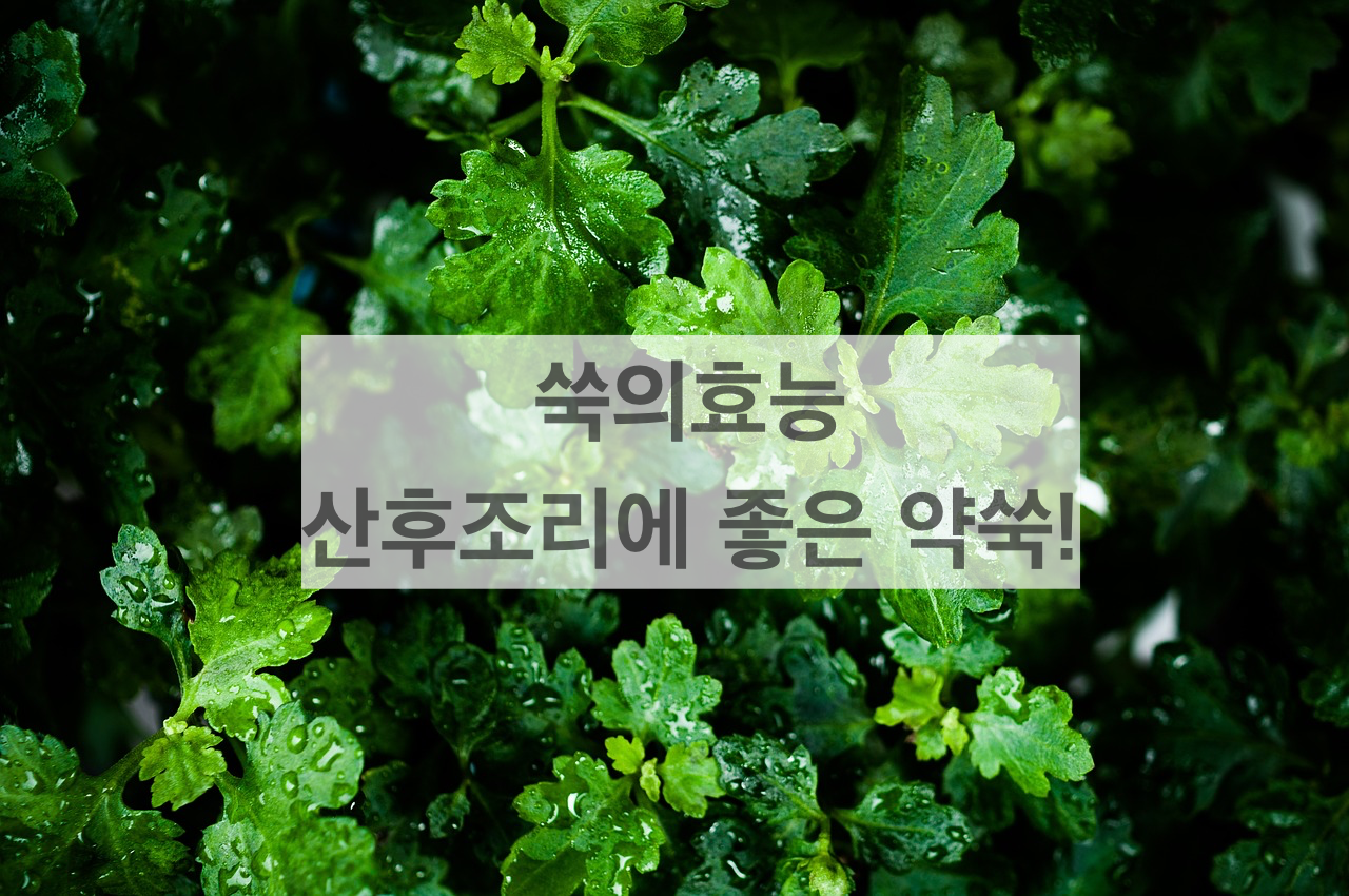  쑥의효능, 그리고 출산 후 산후조리 필수품인 약쑥티백
