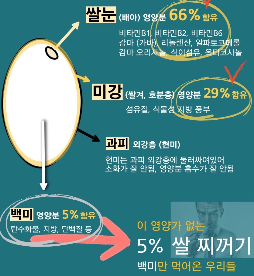 5분도미에 포함되어 있는 쌀눈과 미강 쌀 전체 영양소의 95%를 차지