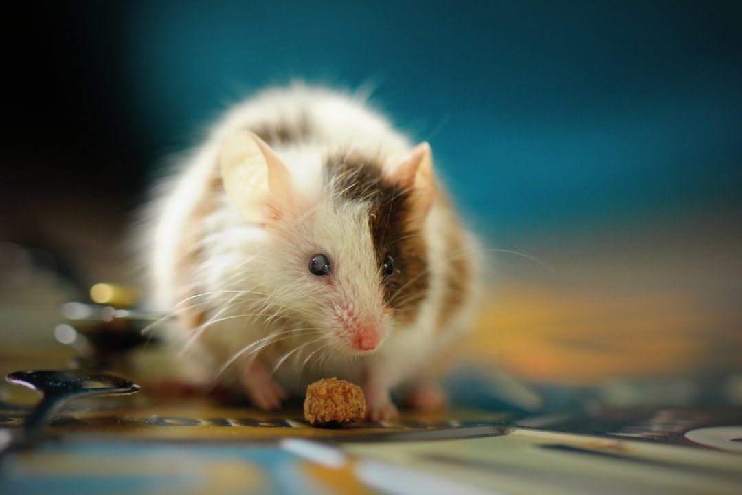 Mouse