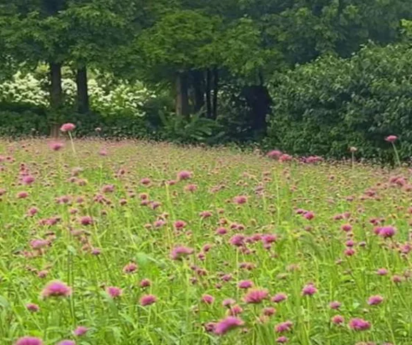 팜카밀레