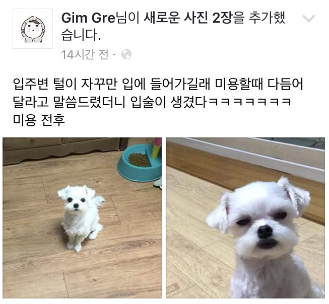  강아지 입주변 털이 자꾸만 입에 들어가길래.jpg