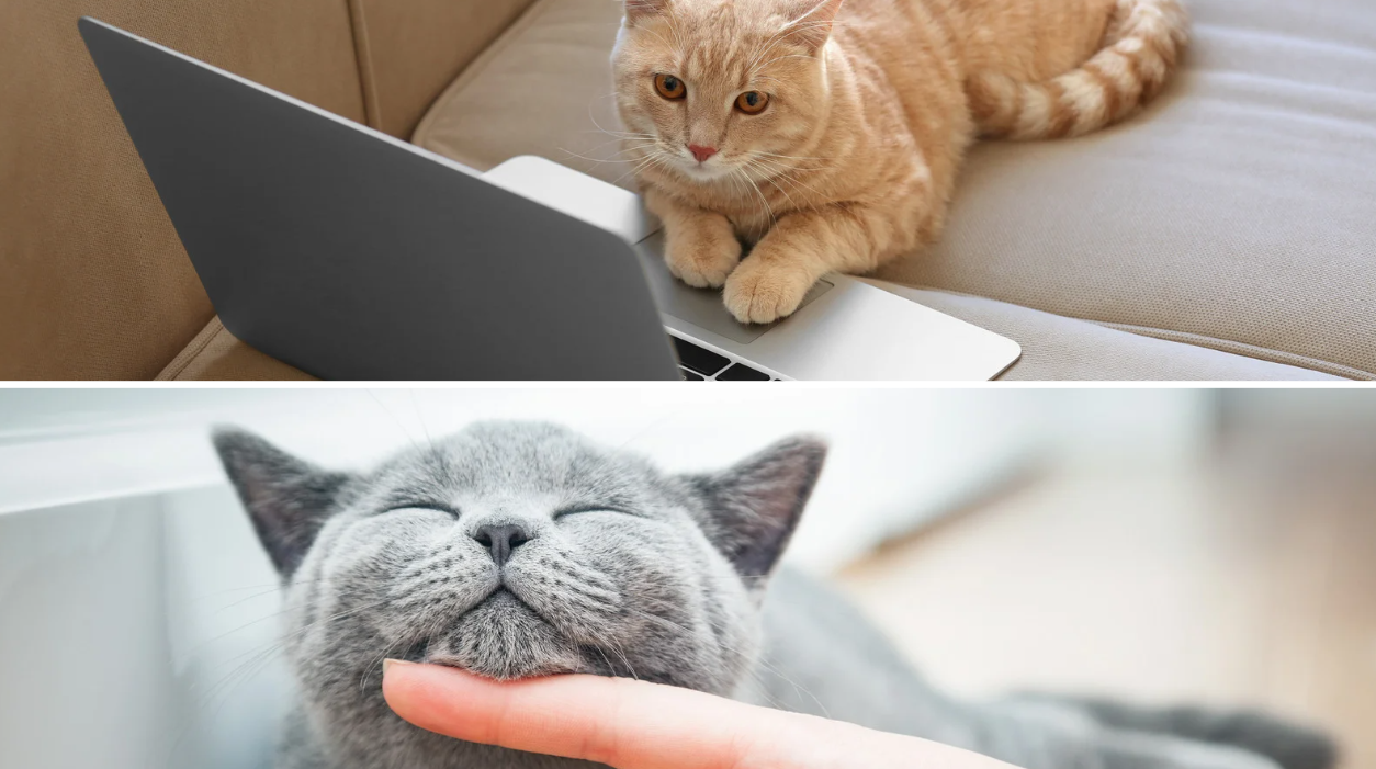 사진-고양이