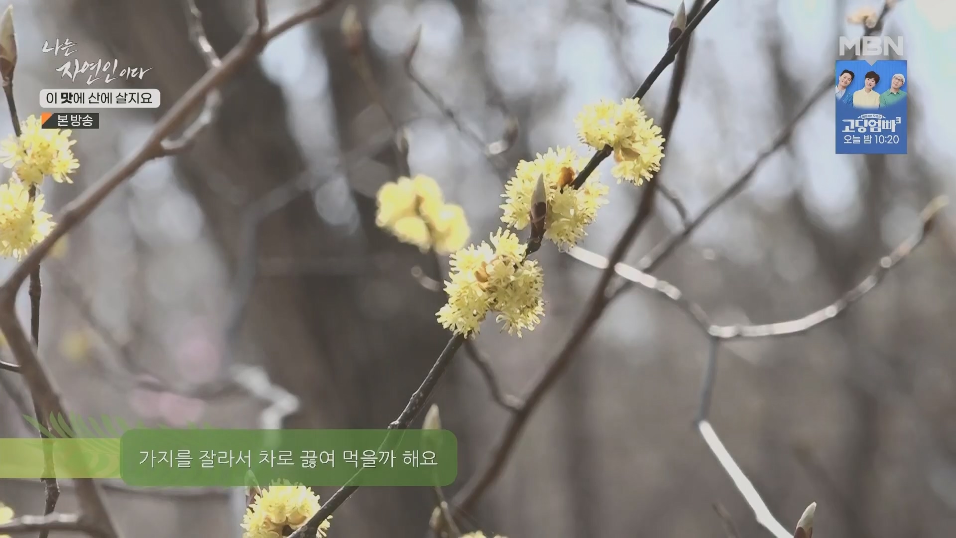 나는 자연인이다.E550.230419p.H264-F1RST.mp4_20230420_195641.858.jpg