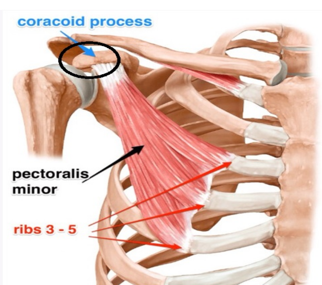 오구돌기( coracoid process)