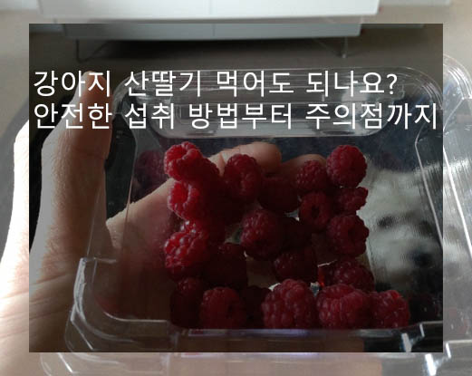 강아지 산딸기 먹어도 되나요? 안전한 섭취 방법부터 주의점까지