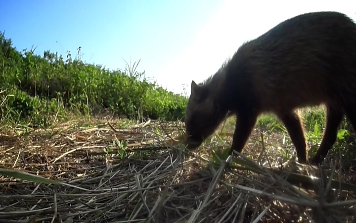 EBS 다큐프라임_ 220628.avi_20220629_210201.041.jpg