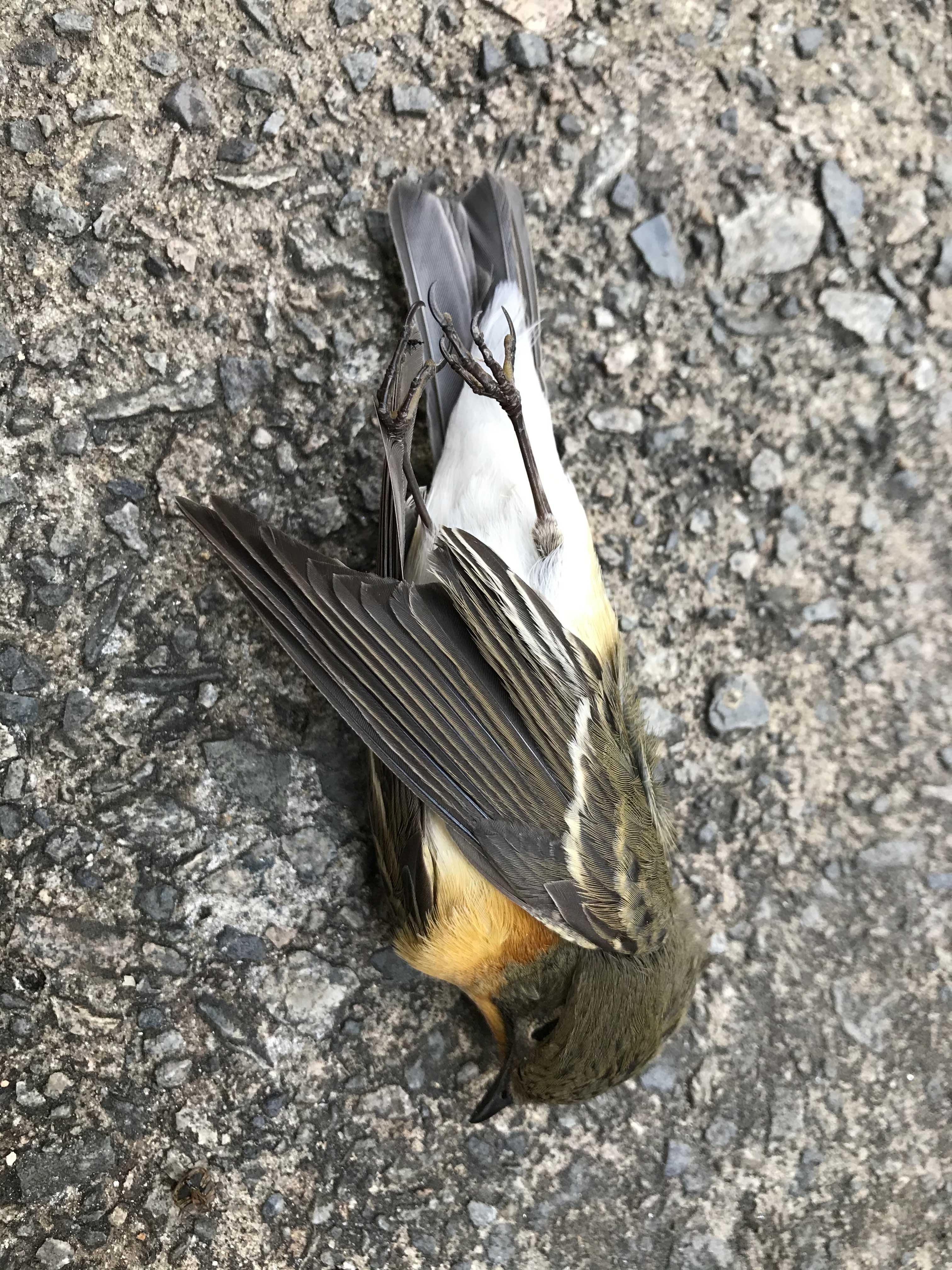  [솔딱새과] 노랑딱새(Mugimaki Flycatcher)
