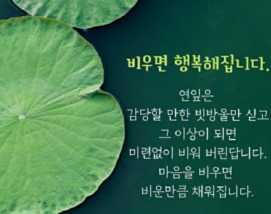  연잎의 지혜