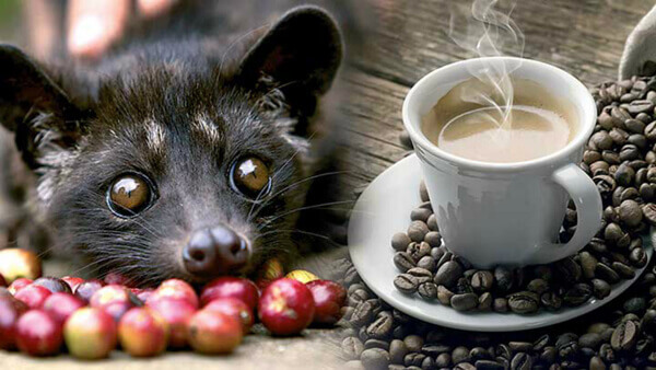 사향고양이 똥 커피
