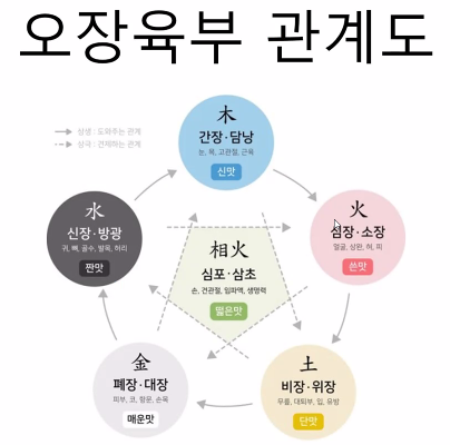  경맥과 장부학
