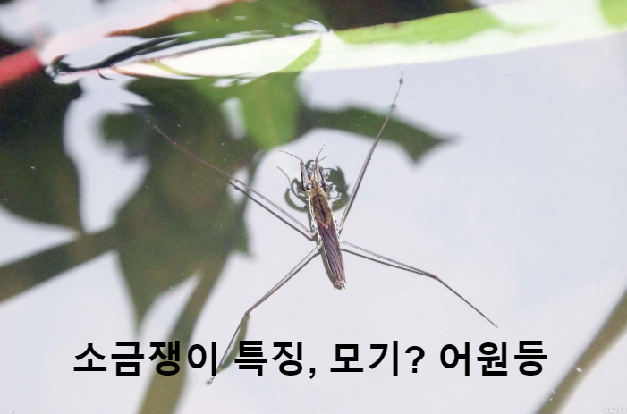 소금쟁이 먹이, 날개, 특징, 모기, 어원등 모든것