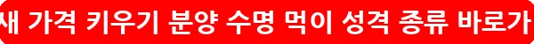 앵무새 가격 키우기 분양 수명 먹이 성격 종류_8