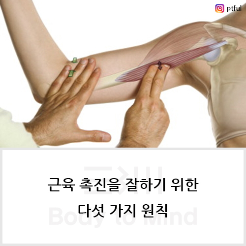  근육 촉진(muscle palpation)을 잘하기 위한 다섯 가지 원칙