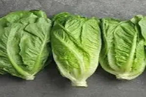 상추