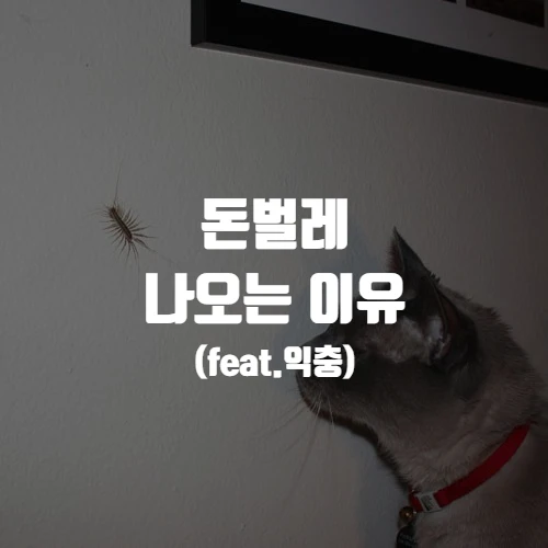  돈벌레 (그리마) 나오는 이유 (feat.익충)