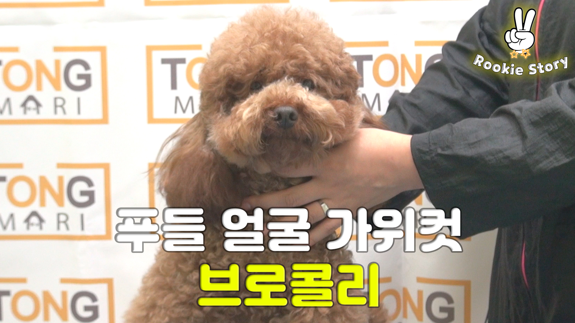  푸들 얼굴 브로콜리 하이바 머쉬룸 가위컷 시저링하기