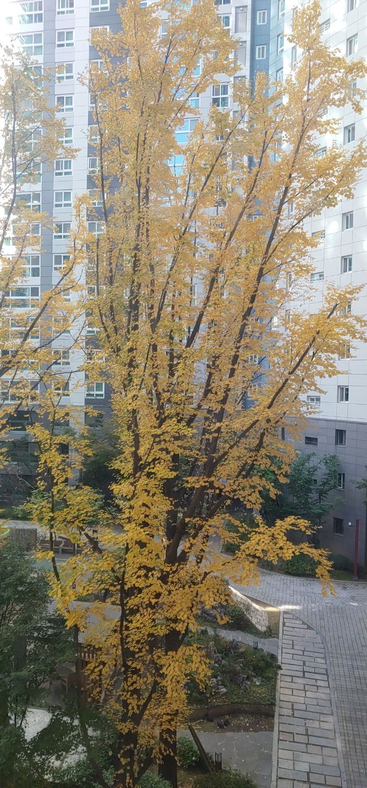 계수나무 이미지