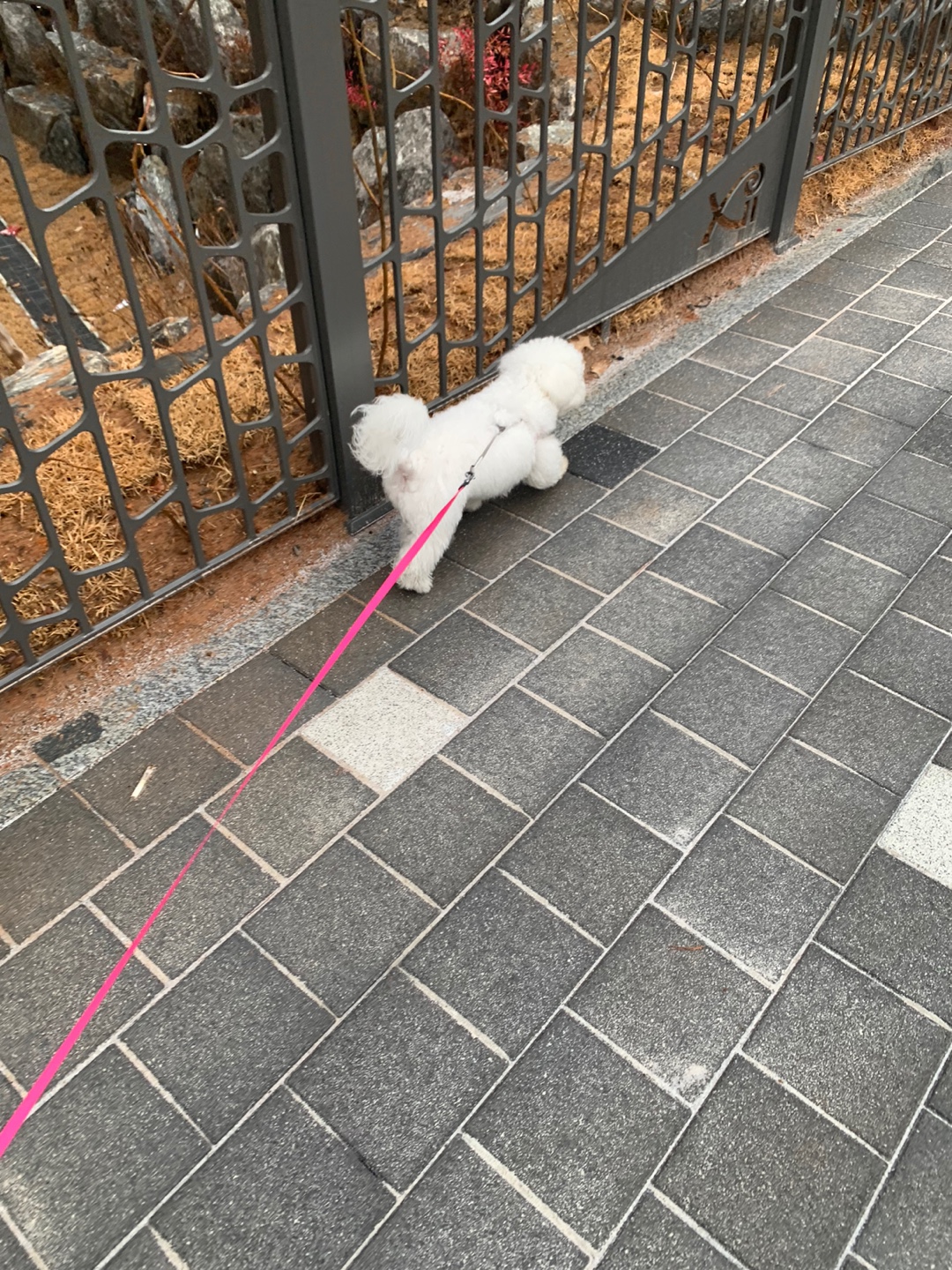 우리집 미니비숑 동구와 함께 동네 한바퀴 산책하는 모습(13)