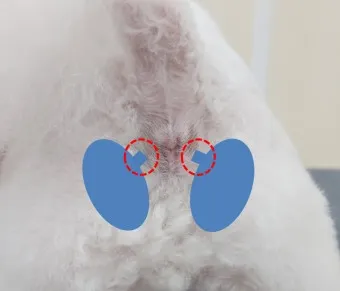 강아지 항문낭 압출법 염증 방지 필수 관리_6