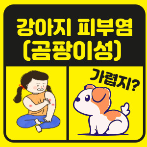 강아지 곰팡이성 피부염