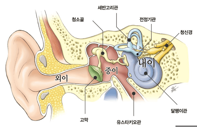 귀의구조