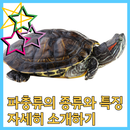  파충류의 종류와 특징 자세히 소개하기