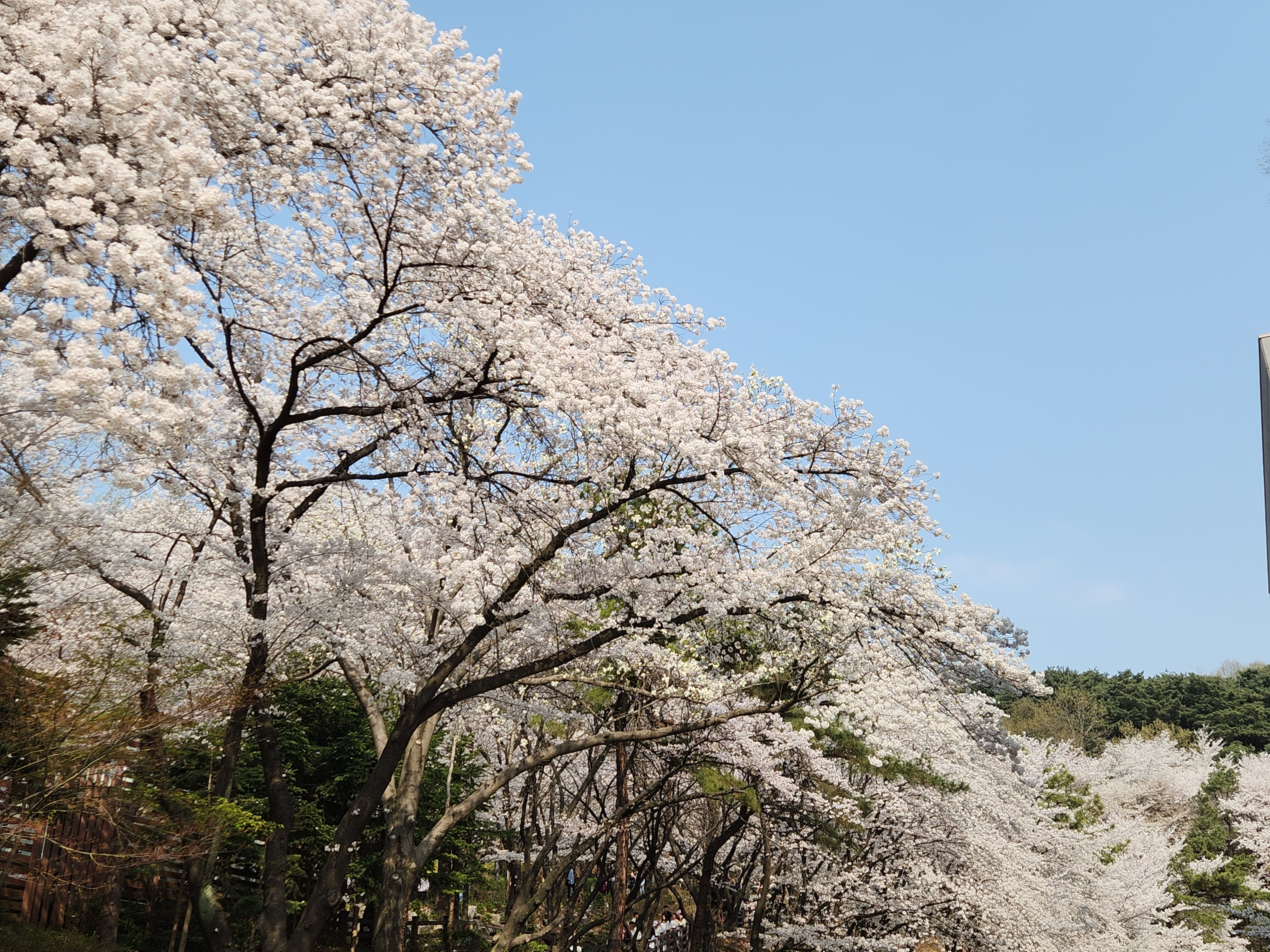 경기도청 벚꽃