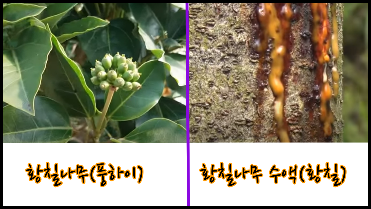  황칠나무ㅣ 효능과 부작용, 먹는법