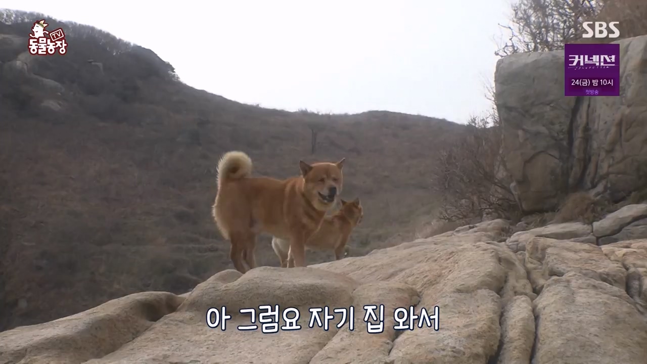 TV 동물농장.E1172.240520p-NEXT.mp4_20240519_165213.925.jpg