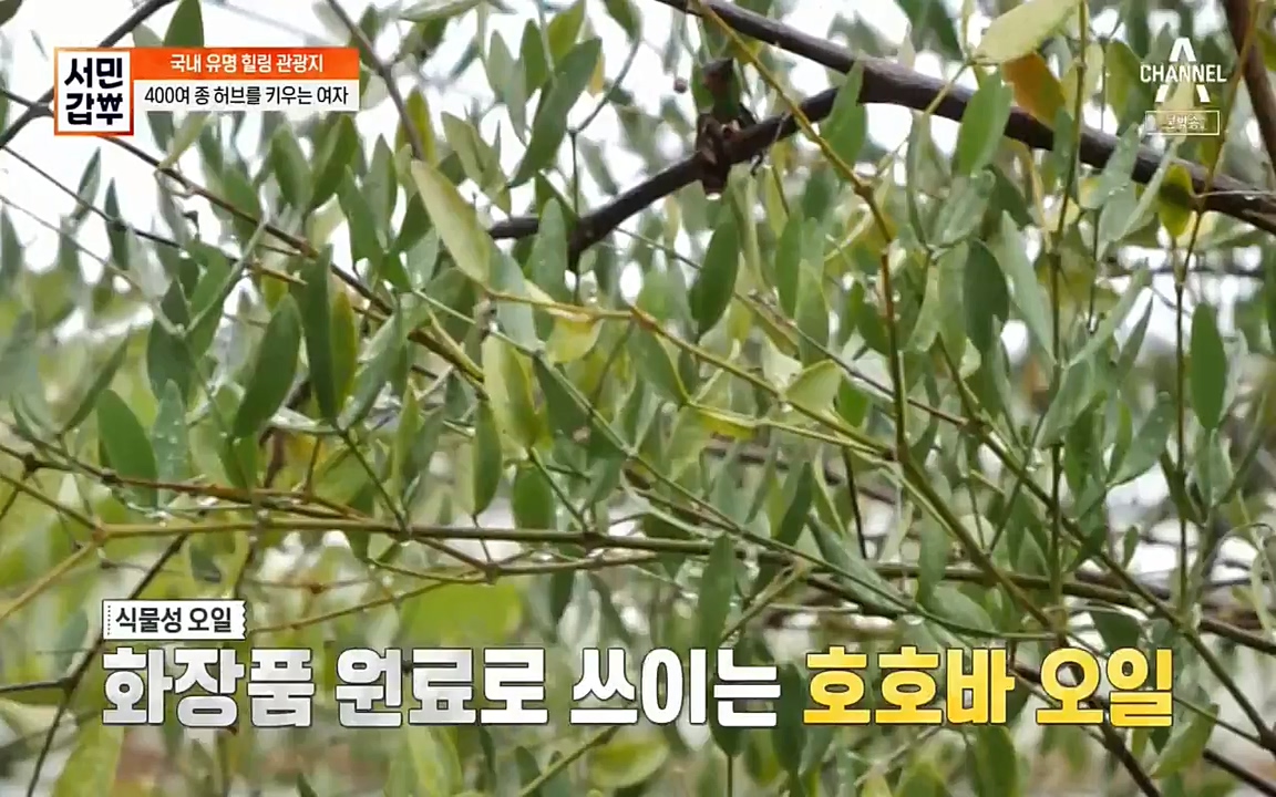 서민 갑부.E380.220424p-NEXT.mp4_20220424_184336.059.jpg