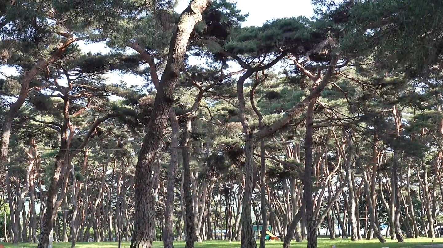 송호리송림