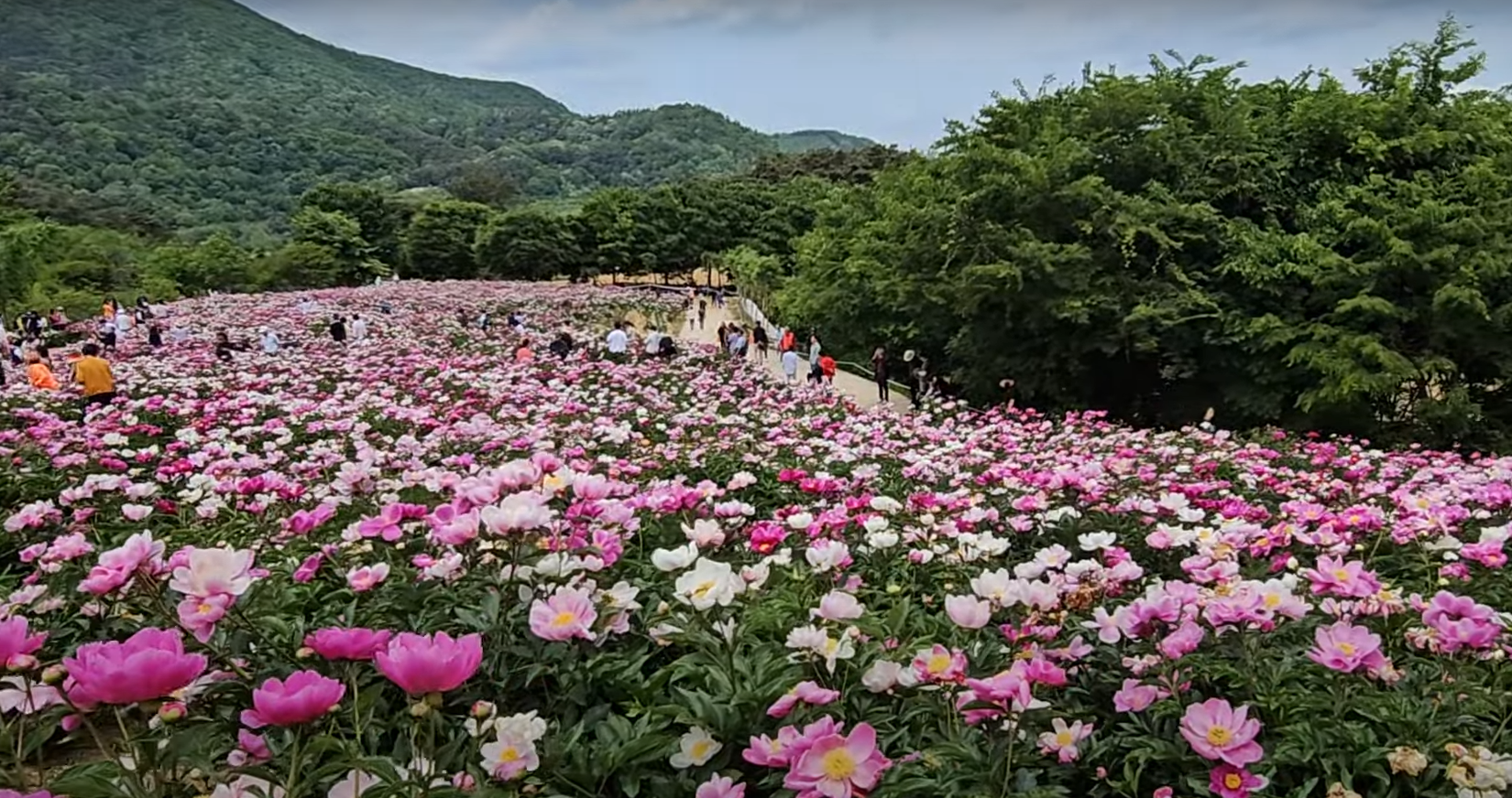 옥정호-작약꽃