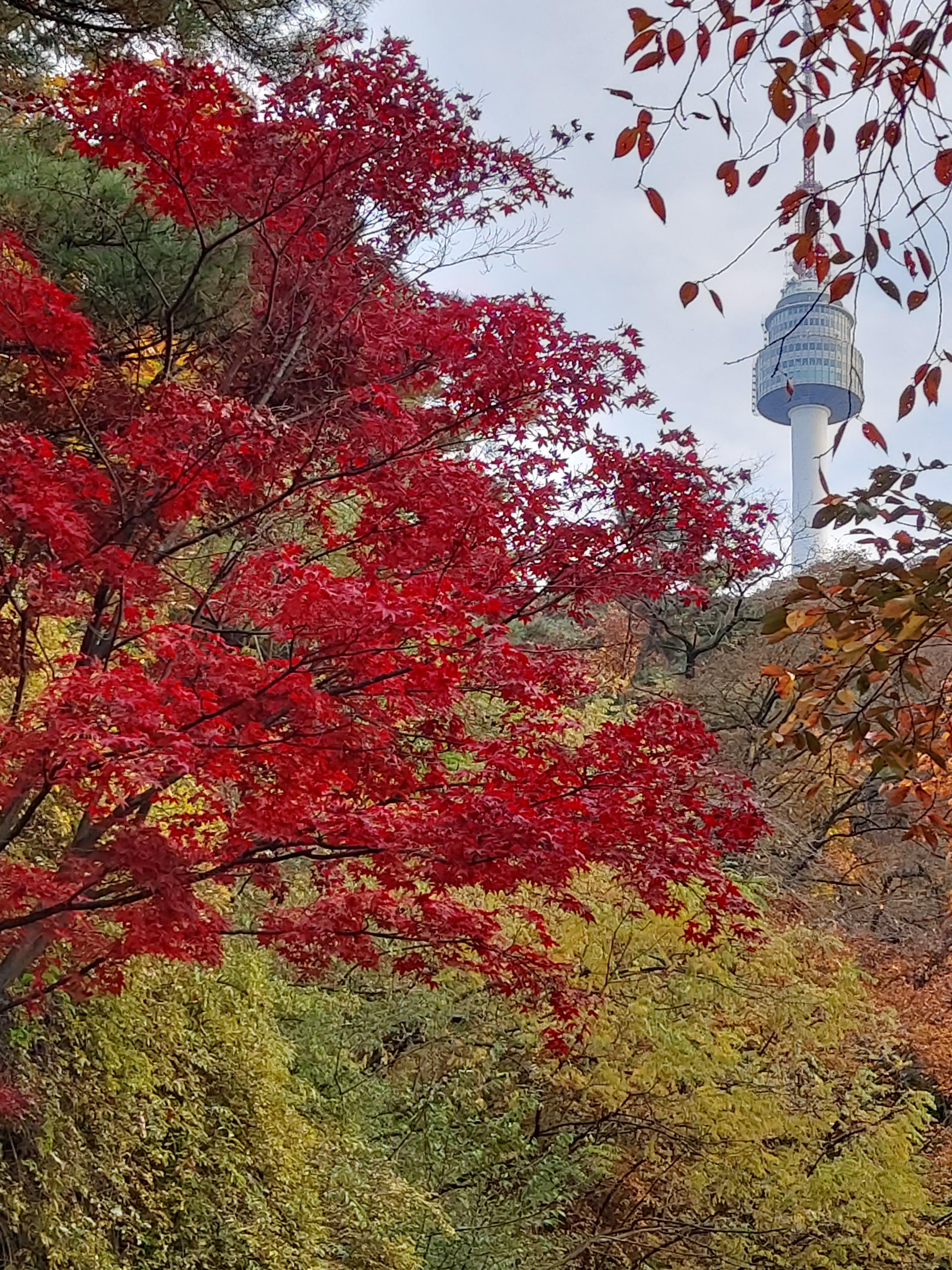  <가을 단풍길> 남산 가을단풍길 남산 북측 순환로 황톳길