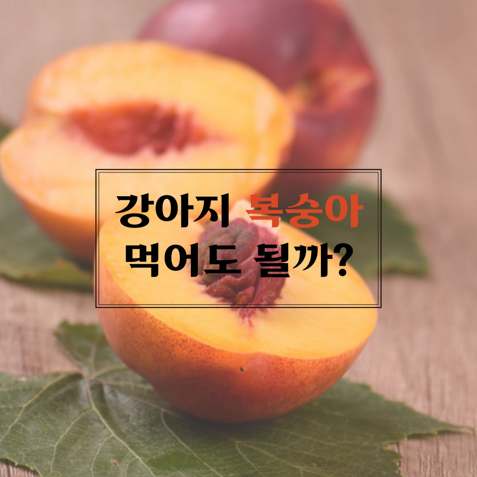  강아지 복숭아 효능 및 주의사항 정리