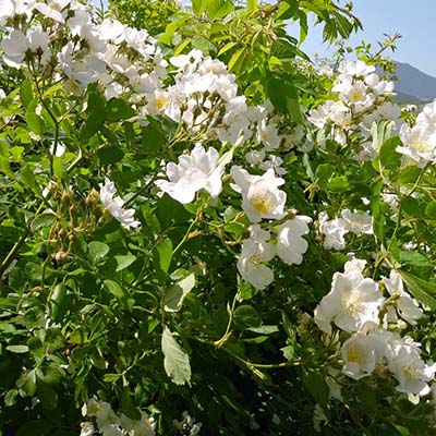 인삼-효능-먹는방법-부작용