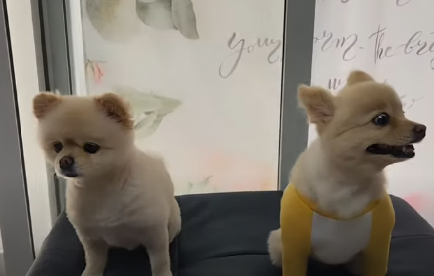  강아지 슬개골 탈구 예방법
