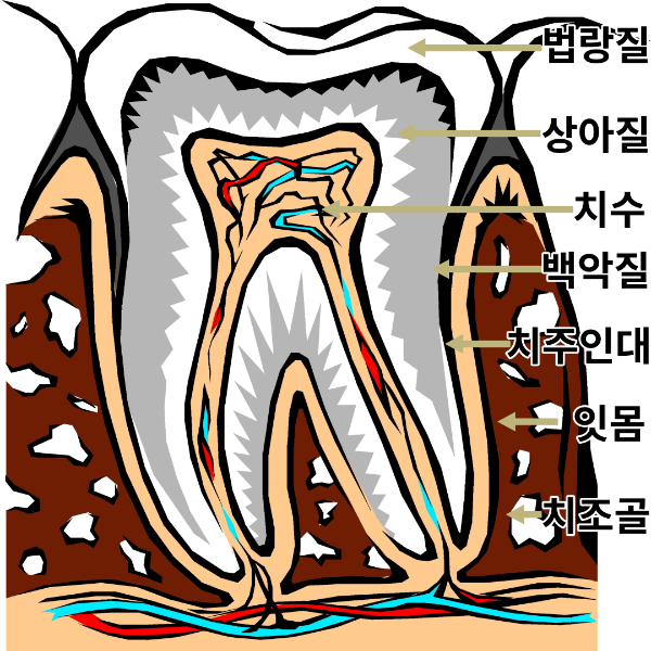 치아-치아구조-치아조직-치주조직-썸네일