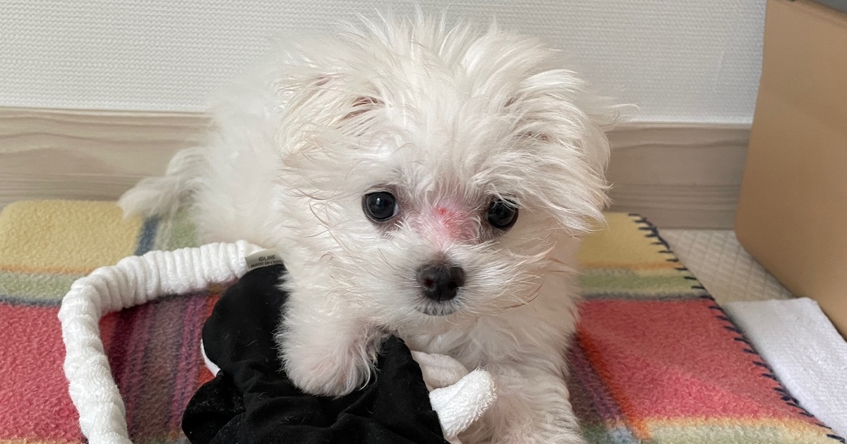 강아지 곰팡이성 피부염 링웜을 앓고 있는 아기 강아지