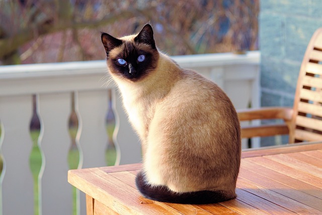 고양이 수명 및 나이계산방법