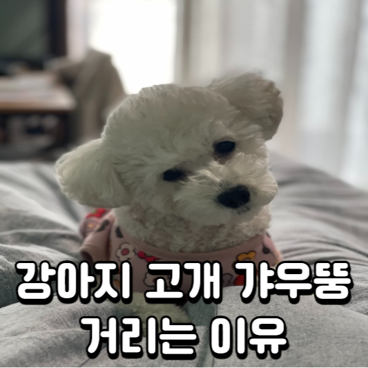 강아지 갸우뚱 2번