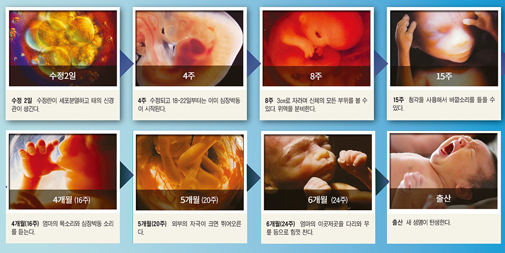 태아 발달의 중요성