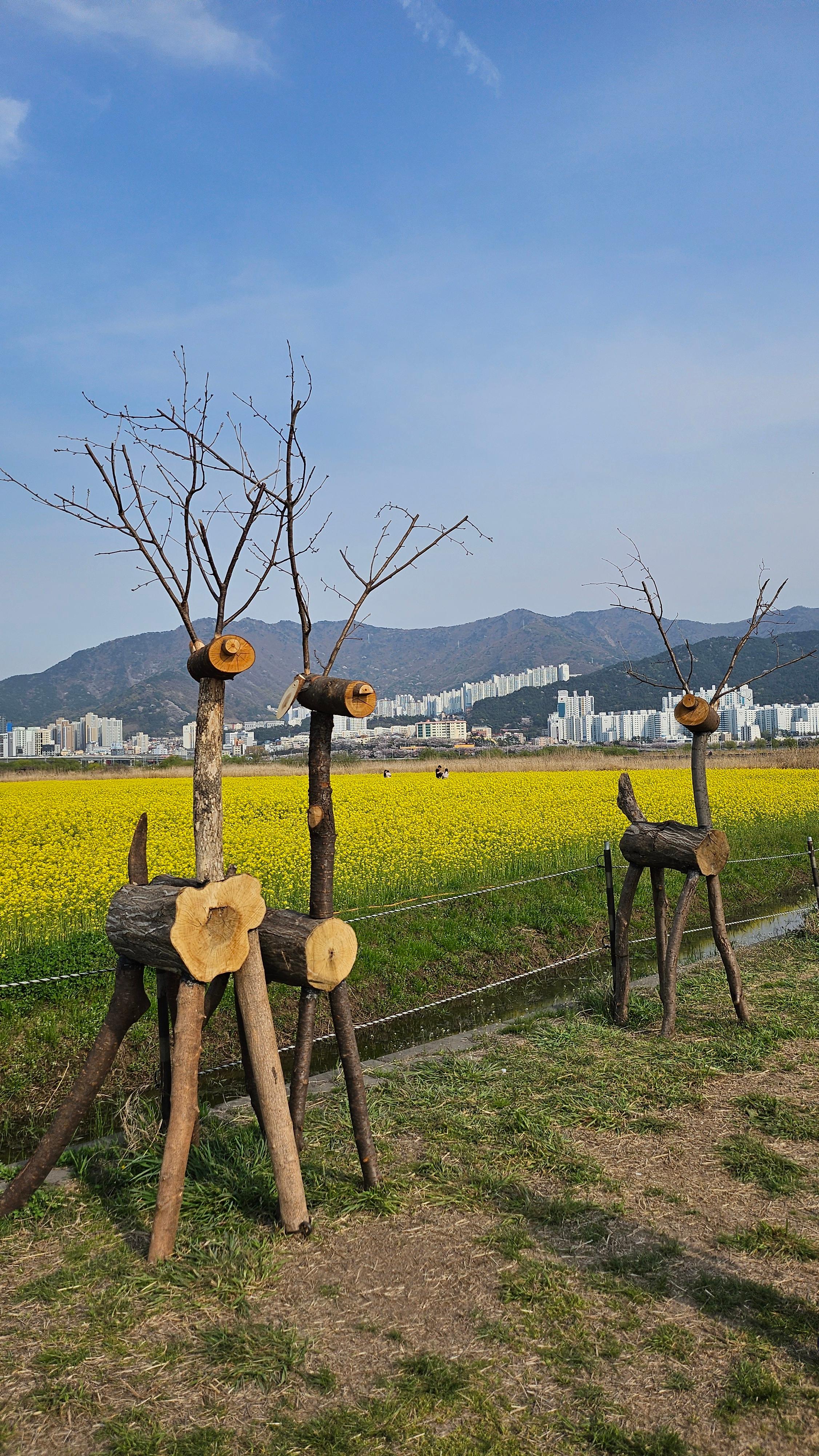 대저 유채꽃