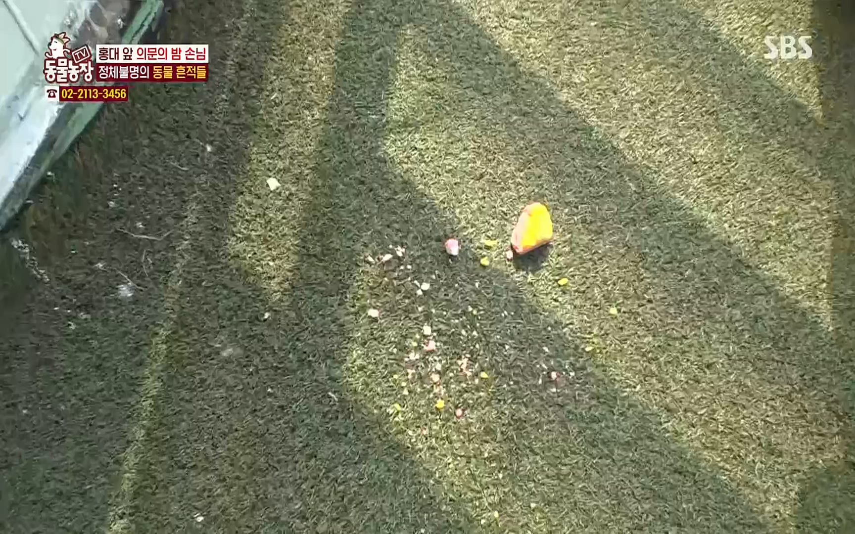 TV 동물농장.E1066.220424p.H264-F1RST.mp4_20220424_201024.384.jpg