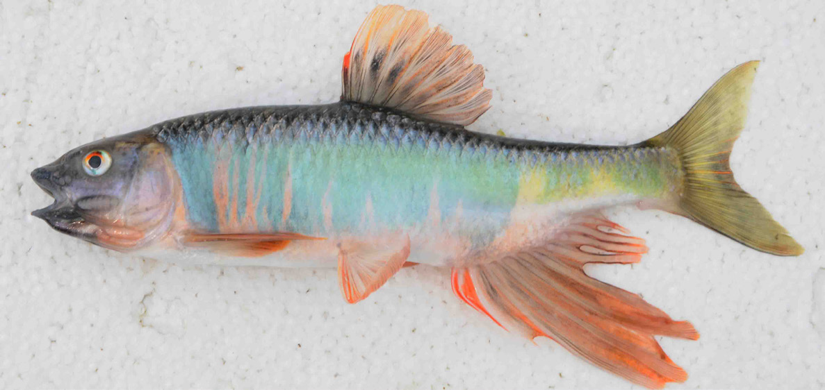 31. 피라미 Zacco platypus