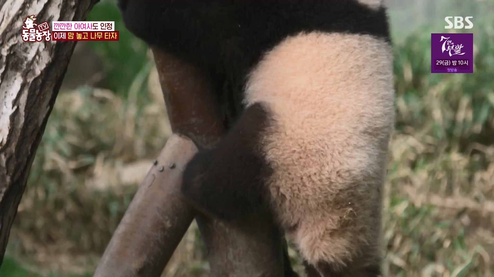 TV 동물농장.E1163.240317p-NEXT.mp4_20240317_171059.267.jpg
