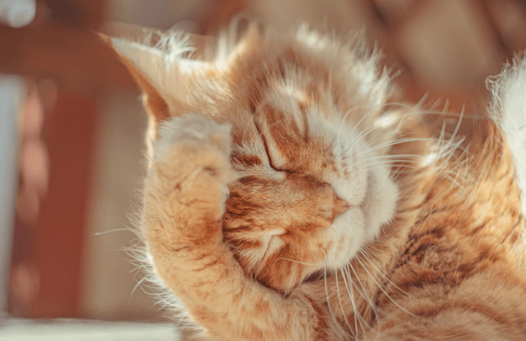 털다듬고 있는 크림퍼프 고양이