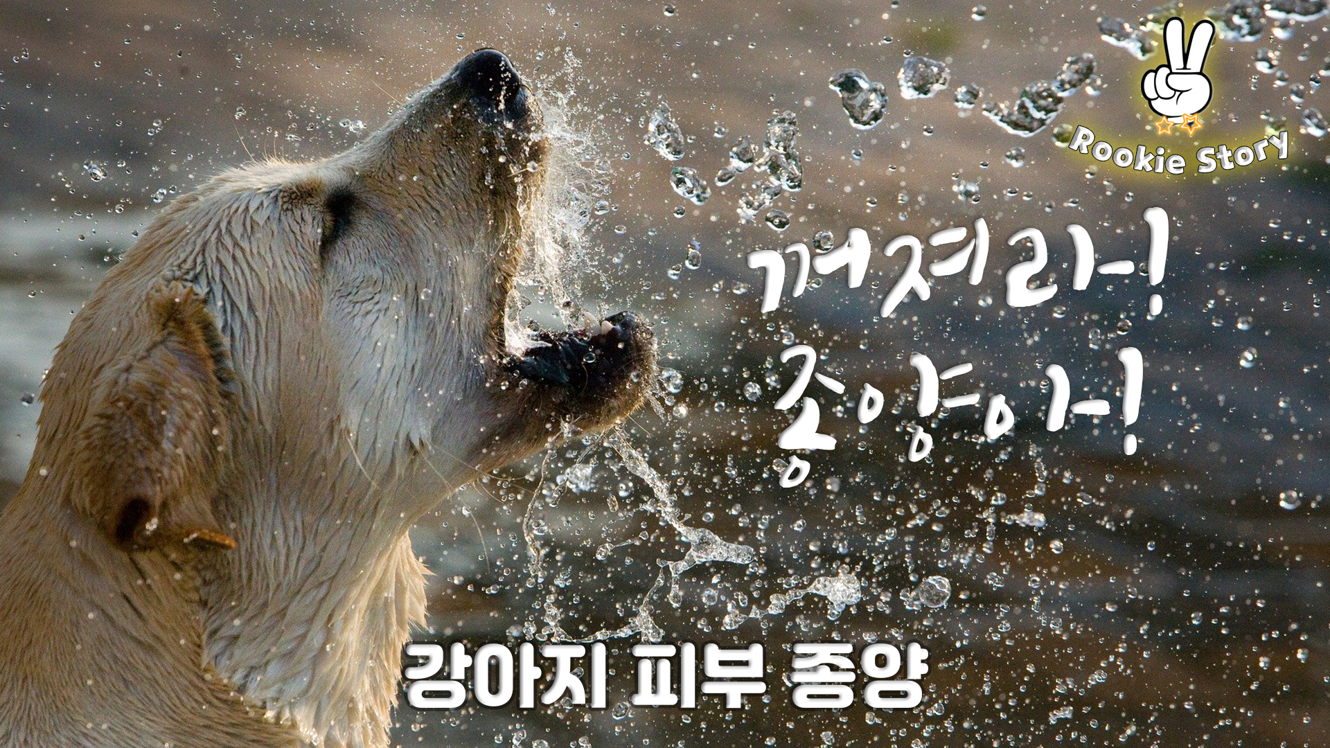  강아지 피부암 양성 악성종양 유선 종양, 지방 종양, 비만 세포종, 림프종
