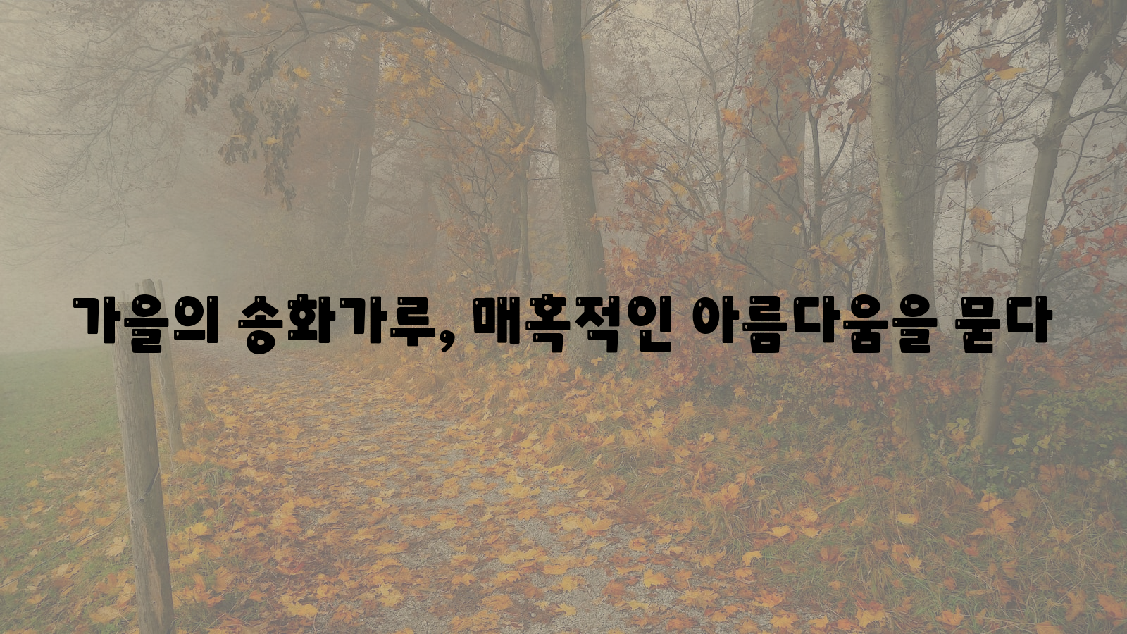 가을&#44; 송화가루&#44; 아름다움