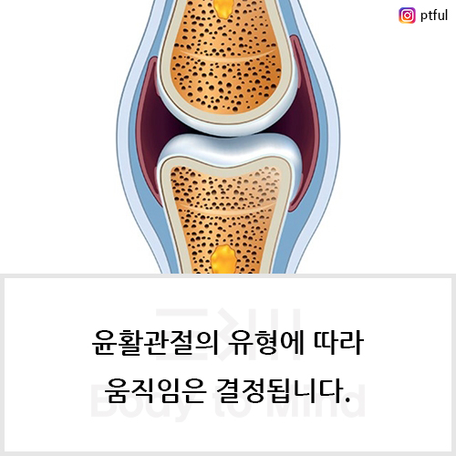  윤활관절(synovial joint)의 유형(type)에 따라 움직임(movement)은 결정됩니다.